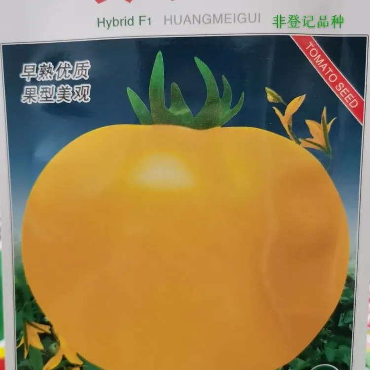 黄玫瑰大果黄番茄甜面起沙汁水多