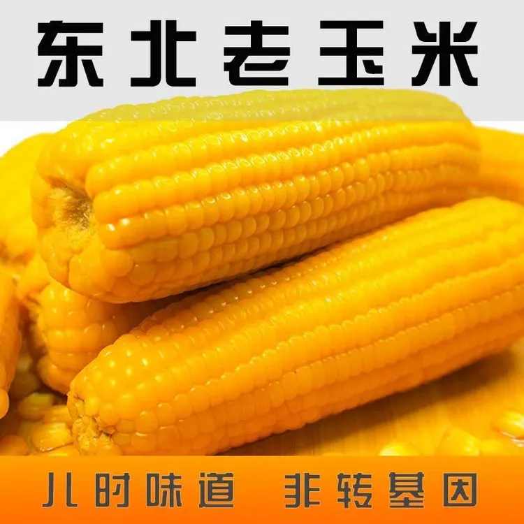 粗粮轻食优质黄糯白糯黑糯玉米香甜糯东北黏苞米早餐食材夜宵