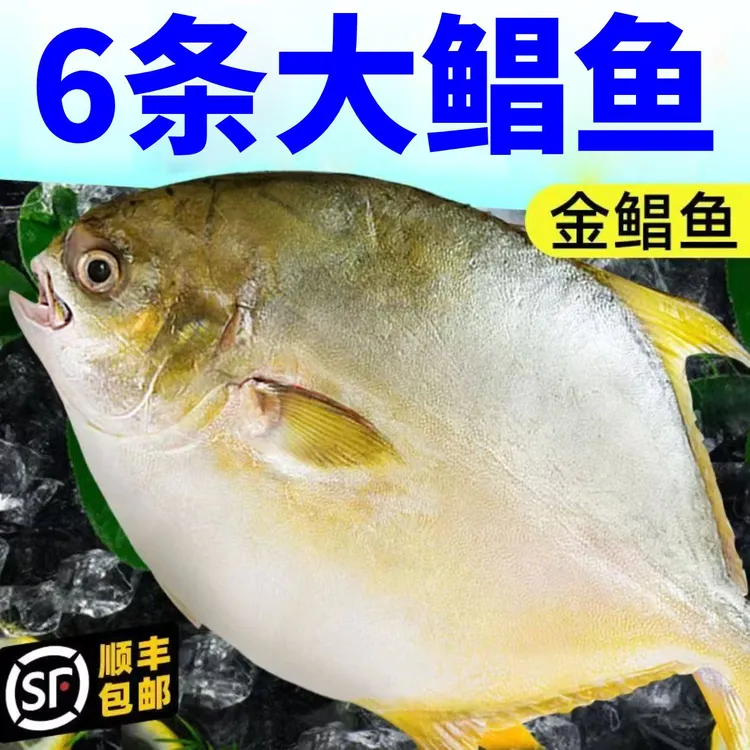 顺丰次日达【6条金鲳鱼400g/条】新货金鲳鱼新鲜海鱼海鲜水产鲜活冻