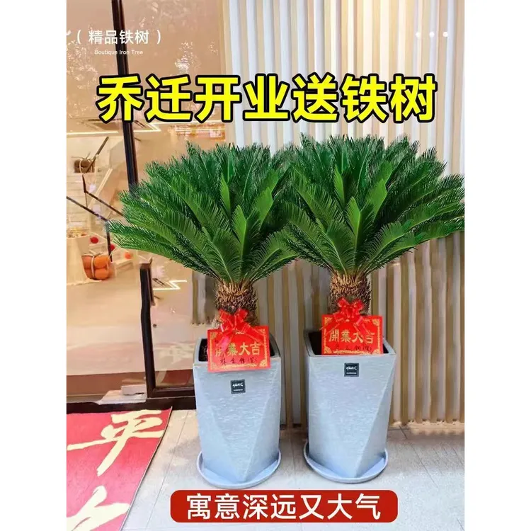铁树盆栽室外大型苏铁庭院阳台观叶绿植四季常青耐寒好养开业送礼