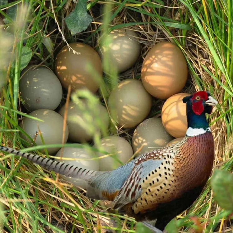 新鲜正宗户外散养七彩山鸡蛋营养丰富适合孕妇宝宝辅食