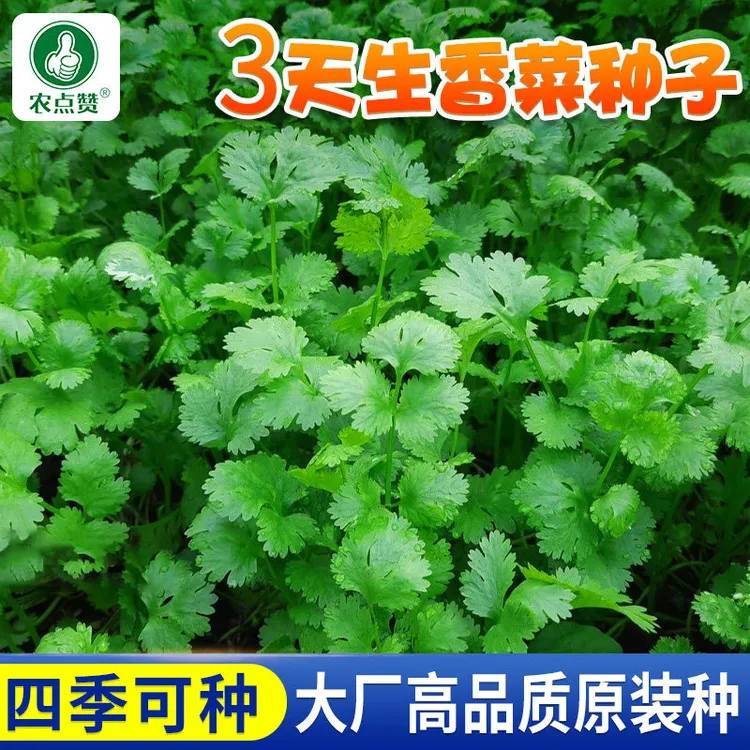 四季香菜种子耐寒老品种3天生大叶芫荽香菜籽种阳台盆栽蔬菜种子