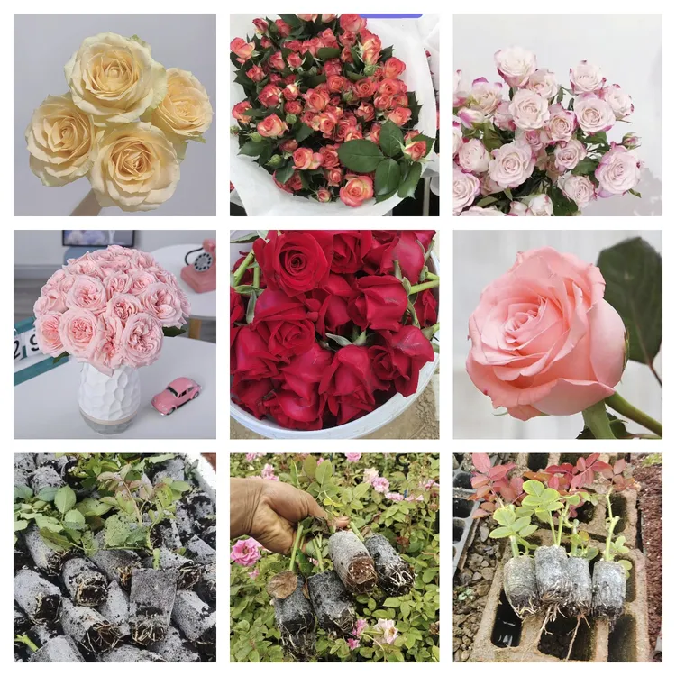 云南四季开花玫瑰带营养小土球发货大棚地栽都可以种植室内外均可