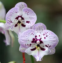 【再见萤火虫】蝴蝶兰~高档、美观室内花卉