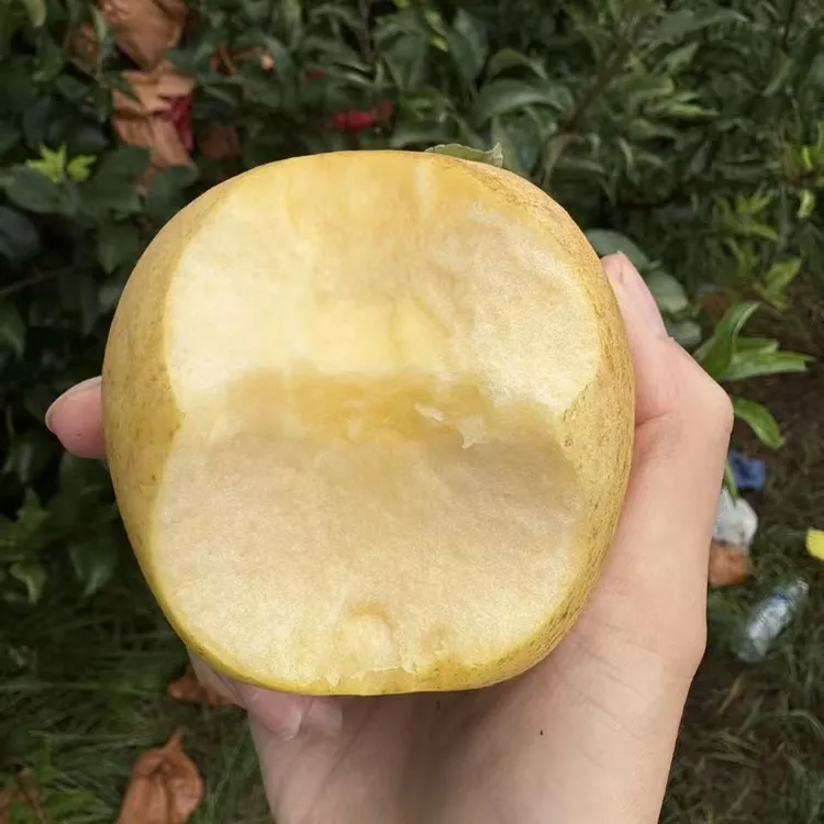 ［申通快递］黄金维纳斯脆甜苹果现摘现发脆甜多汁