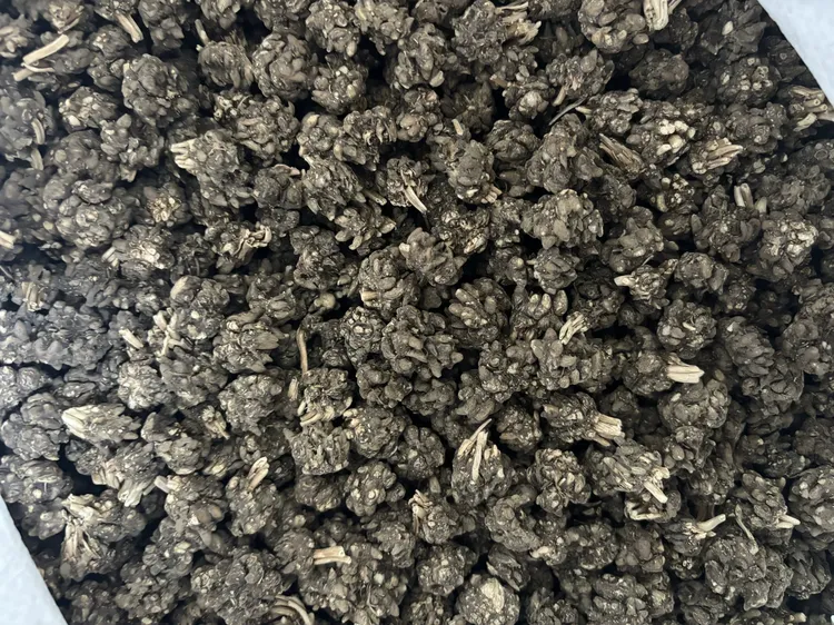 河南信阳淮滨大别山 道地 水洗  猫爪草 产地直销 品质保证