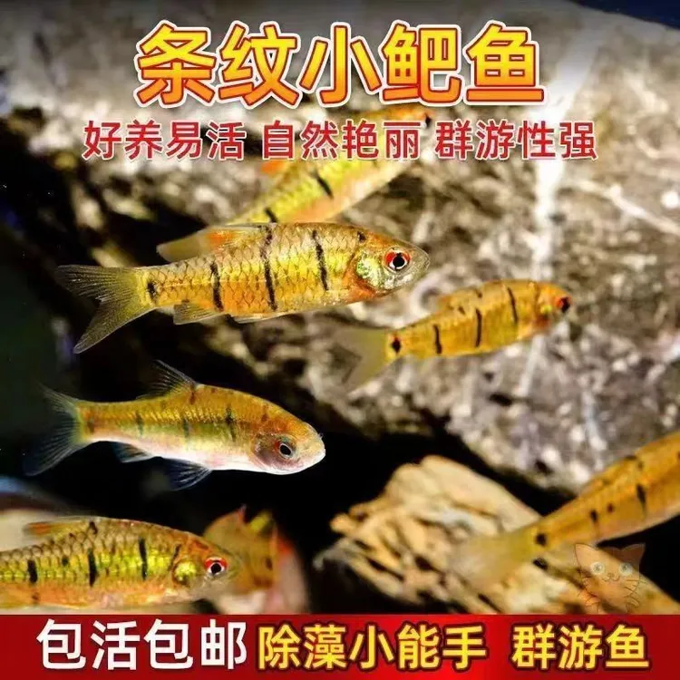 纯野采原生溪流鱼条纹小鲃好养活小型群游鱼冷水观赏鱼耐寒淡水鱼