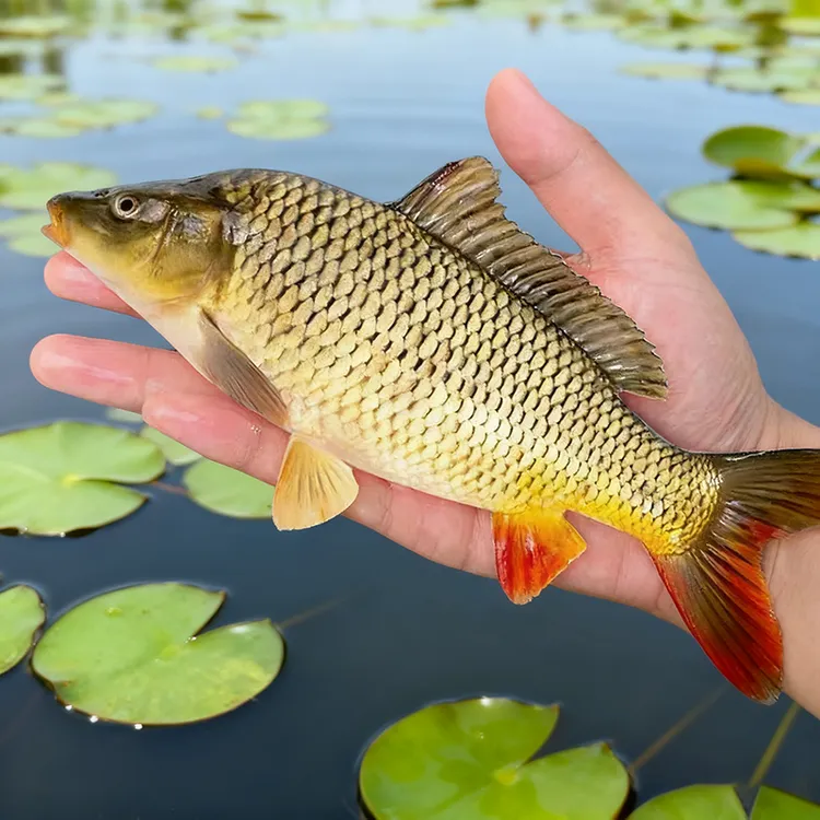 贵州鲤鱼建鱼红尾鲤观赏鱼宠物活体淡水鱼