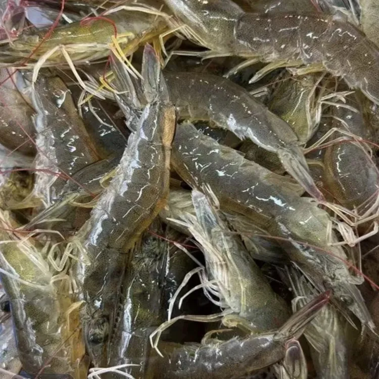 大连渤海湾盐田虾 ，个个鲜甜有虾味儿，30-35个头左右顺丰包邮到家