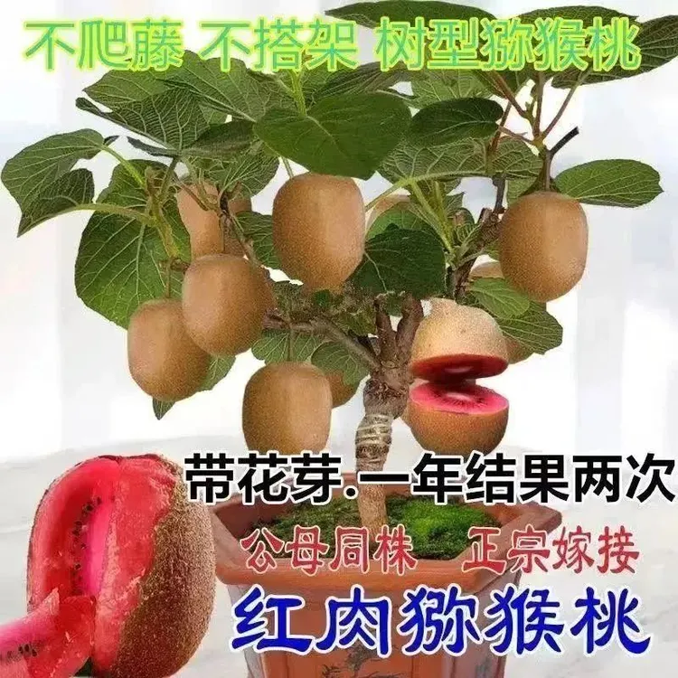 红心猕猴桃树苗南方北方种植庭院爬藤果树苗耐寒弥猴桃苗当年结果