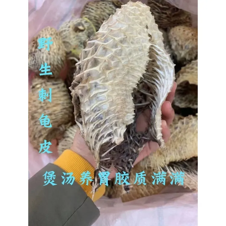 广东深海天然大号刺龟皮盐爆刺龟鱼皮海胆皮刺豚皮农产品干货煲汤