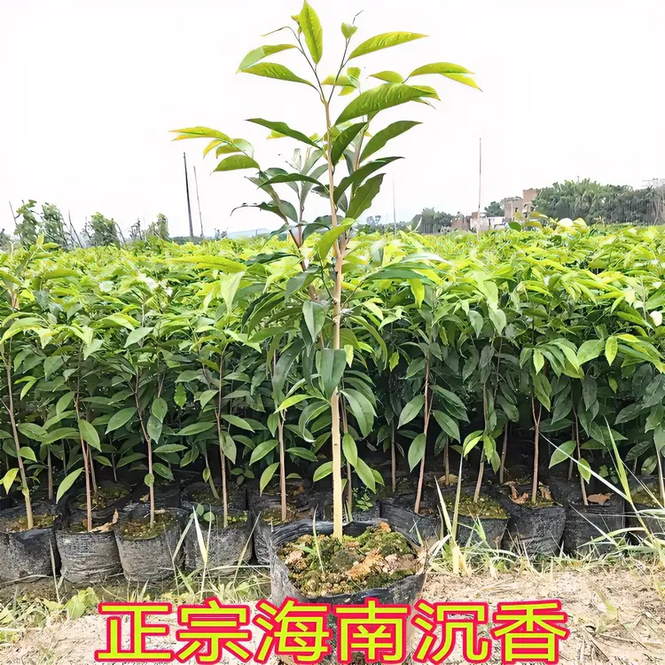 海南沉香树苗土沉香苗奇楠沉香树苗名贵树苗绿色批发树苗庭院