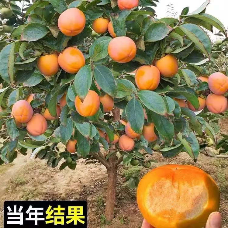 直播一物一拍特大柿子树庭院别墅绿化工程栽种老桩特粗精品冠幅