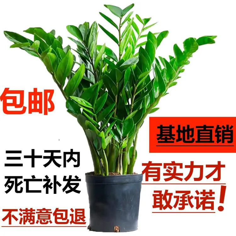 金钱树盆栽客厅大型绿植室内植物四季常青好养活办公室内吸甲醛