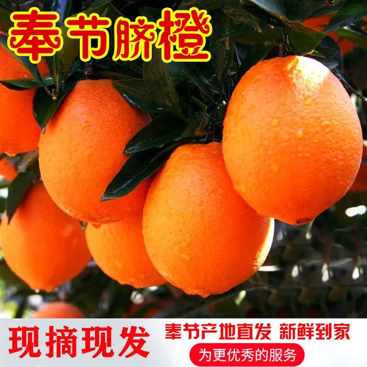 正宗重庆奉节脐橙现摘现发新鲜纽荷尔脐橙