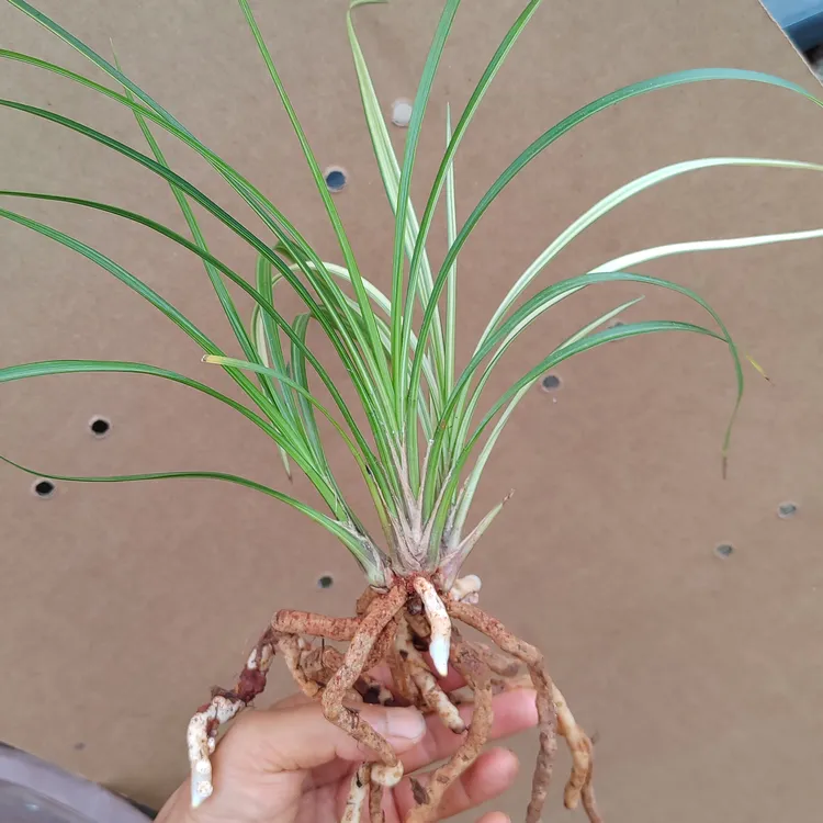 云南中缅边境包邮莲瓣兰品种兰花盆景
