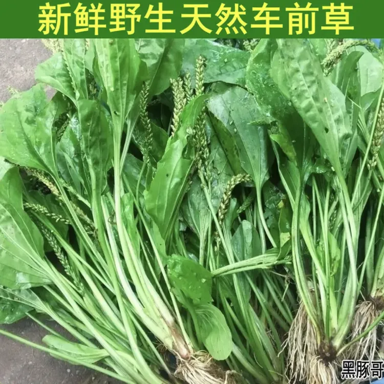 深山现挖新鲜车前草纯天然正宗整株带根车前子车轮菜车轱辘菜