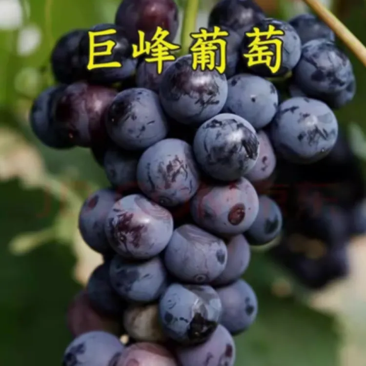 【巨峰葡萄】果园现摘现发软糯甘甜多汁包邮到家