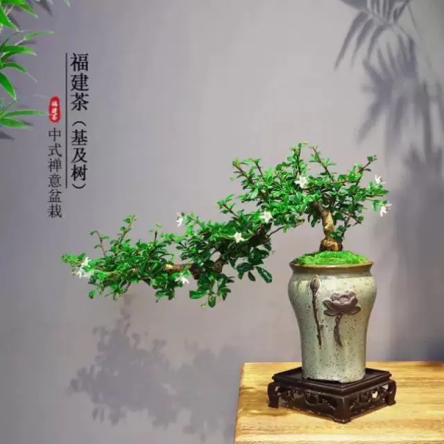 悬崖临水造型福建茶盆栽室内客厅办公室桌面四季常青好养绿植