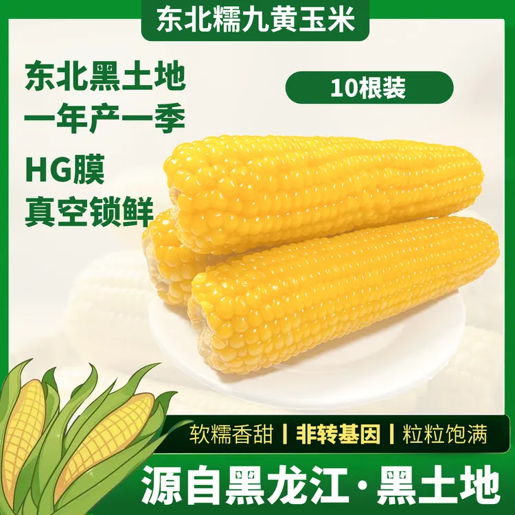 黄金糯九 龙江一栗头茬东北黄金糯九黄玉米独立代餐真空黄糯玉米 