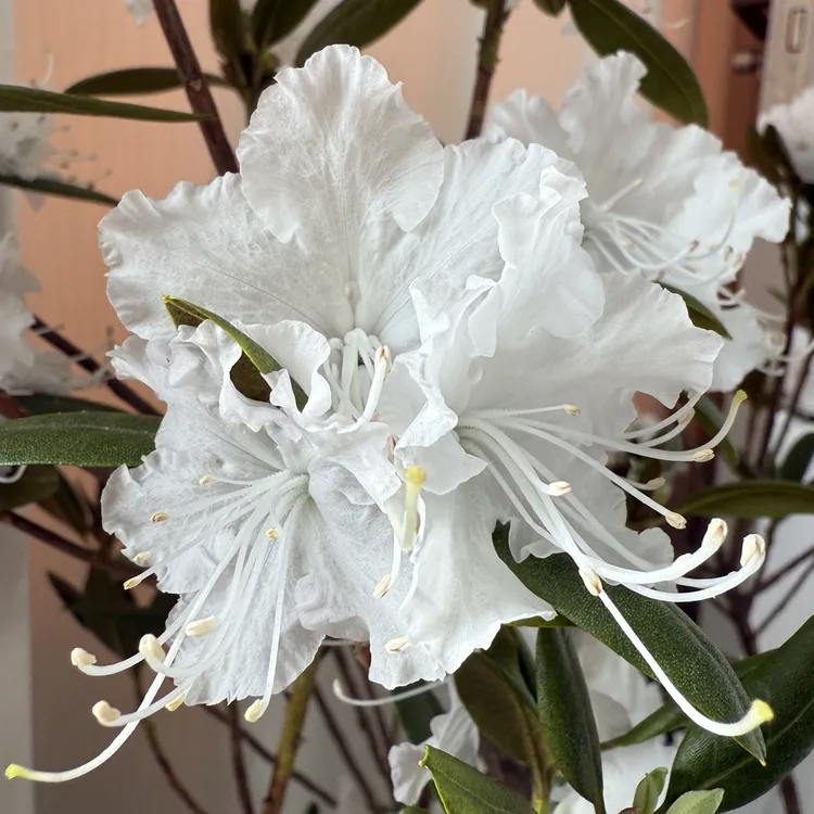 白杜鹃杜鹃花盆栽映山红（花中仙子）耐寒零下45度绿植杜鹃花花卉