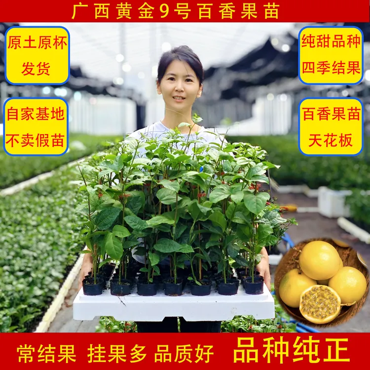 黄金9号百香果苗嫁接苗纯甜品种盘栽地栽南北方可种一年四季爬藤