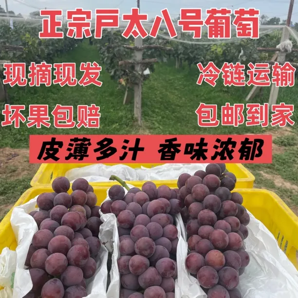 【顺丰京东】陕西水果户太八号8号现摘葡萄水果巨峰礼盒冷链包邮