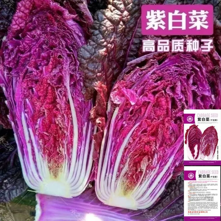 高产紫白菜种子紫罗兰白菜里外紫色大白菜可种植家庭小院阳台