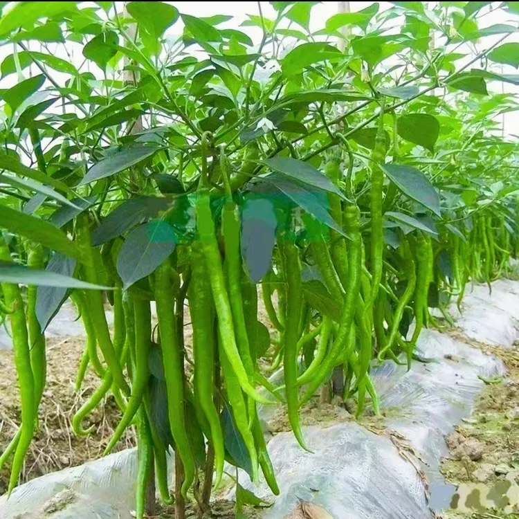 恩施高山农家自种薄皮辣椒线椒
