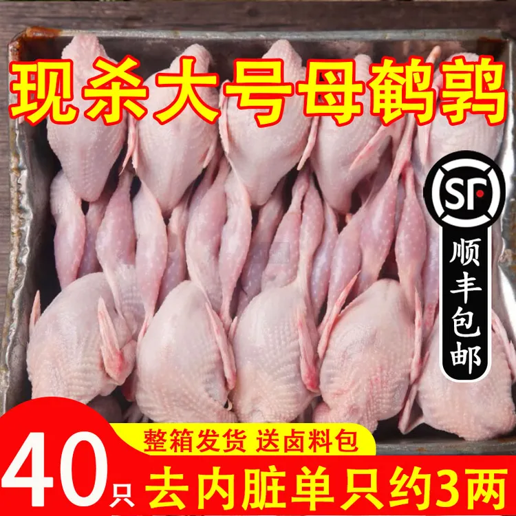 现杀大号母鹌鹑肉 新鲜宰杀放血去内脏白条鹌鹑鸟炖汤烧烤生鲜