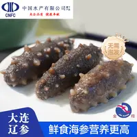 【中国水产】金翔鲜食海参8-12头/斤新鲜独立包装大连辽参非淡干