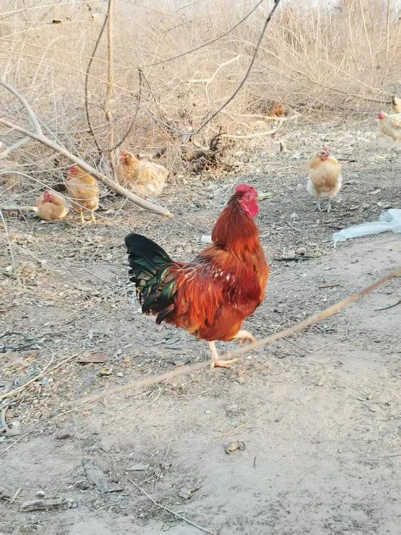 东北农村散养笨公鸡大公鸡黑爪黄爪随机发介意勿拍不支持快递拦截