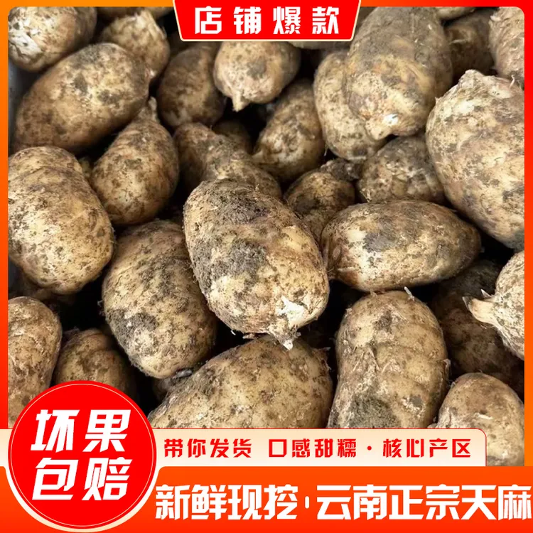 新鲜云南仿野生三年新鲜云南正宗云南昭通小草坝天麻正宗天麻