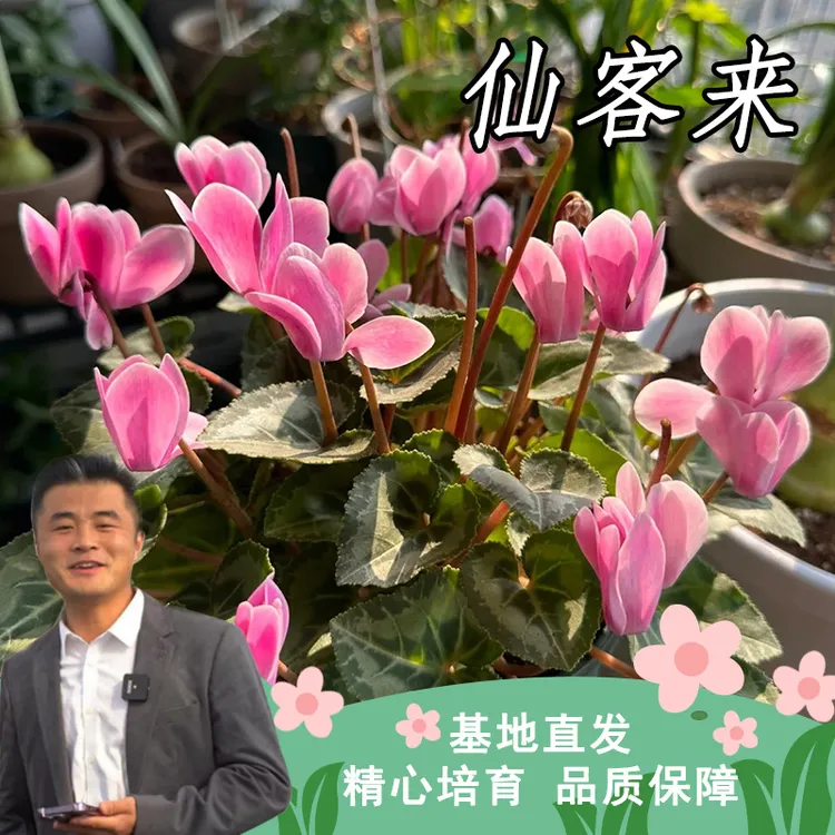 仙客来盆栽多年生草本阳台四季开花好养易活