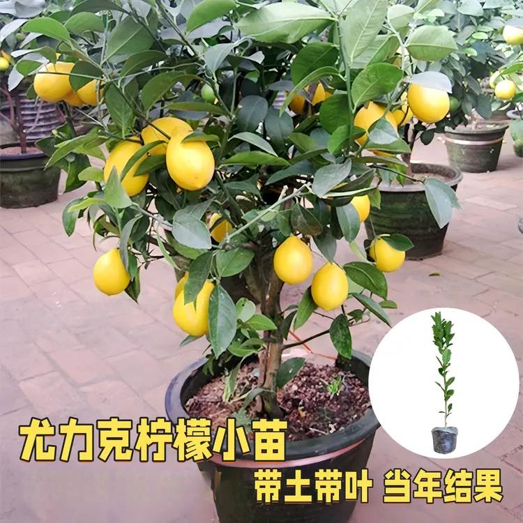 【原土】香水柠檬苗室内室外阳台四季开花结果无籽柠檬苗食用柠檬苗