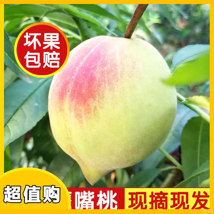 正宗连平鹰嘴蜜桃脆桃河源上坪现摘现发当季新鲜水果脆甜多汁包邮