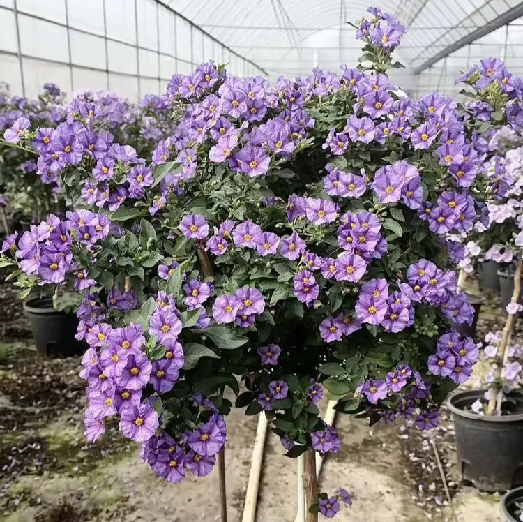 【粉茄花棒棒糖】运输途中掉花掉叶介意勿拍 木本多年生四季开花