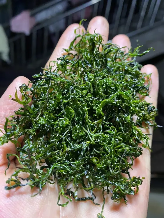 【正宗余庆小叶苦丁茶】2025年新茶正宗青山绿水嫩芽叶贵州特产罐装