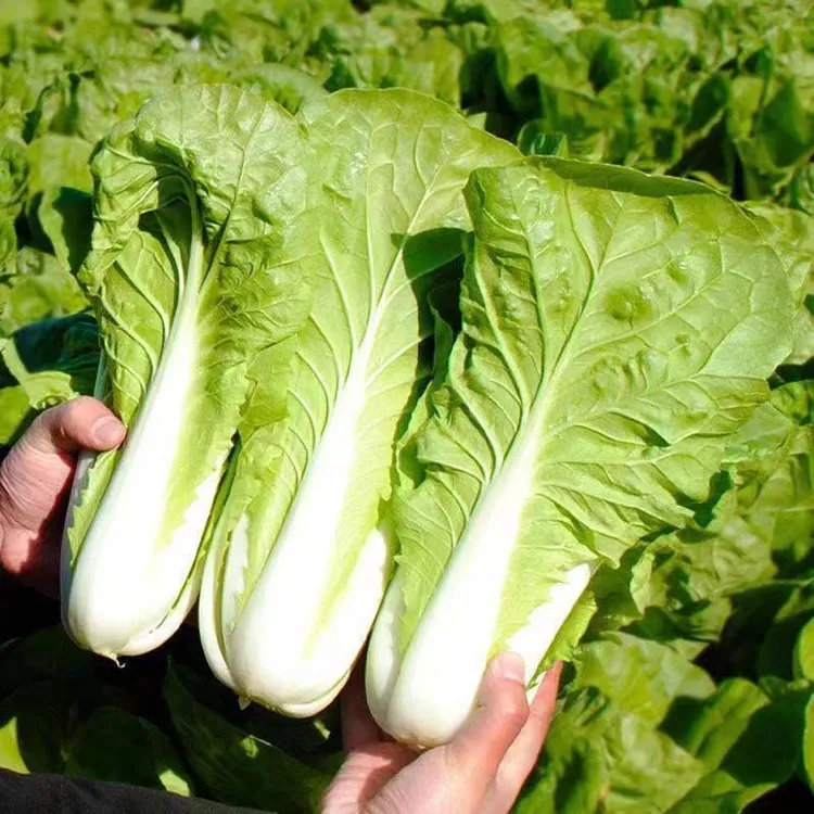 【下单就发3包】四季奶油小白菜快菜种子耐热耐寒阳台盆栽蔬菜种子