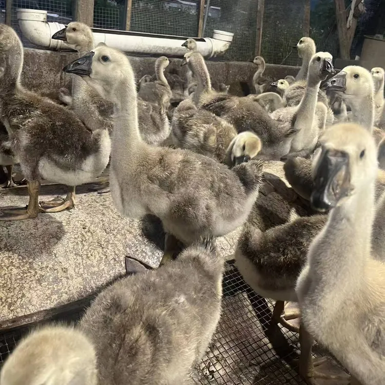 守月5-6斤脱温大品种狮头网红宠物(鸭鹅)狮头活体 顺丰