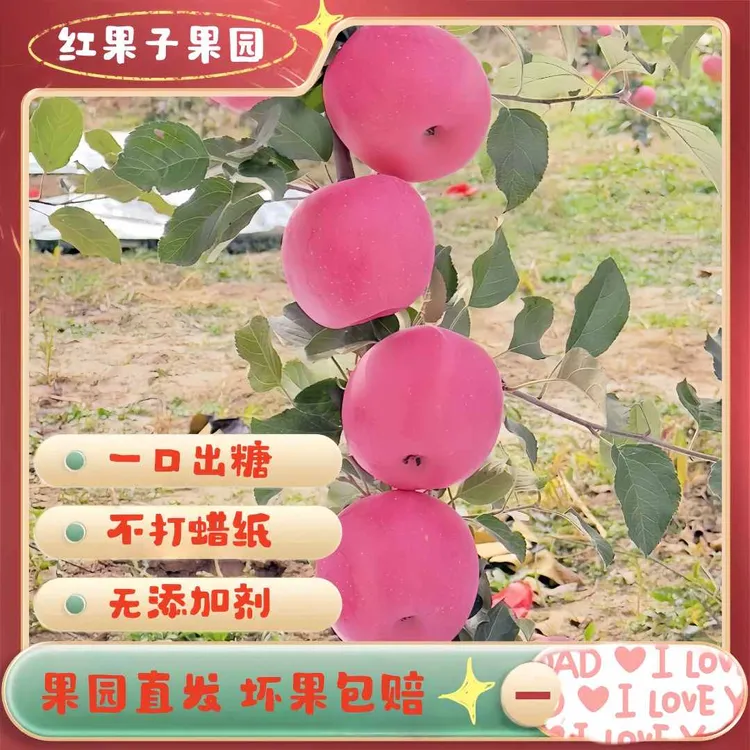 [2025新果]延安山地红富士苹果/脆甜多汁/果农直发精选/志丹/洛川
