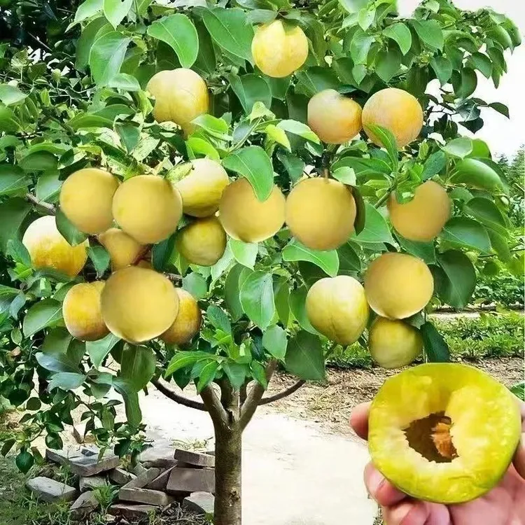 脱骨蜂糖李树苗特大正宗蜂糖李子树苗南方北方种植耐寒嫁接树苗