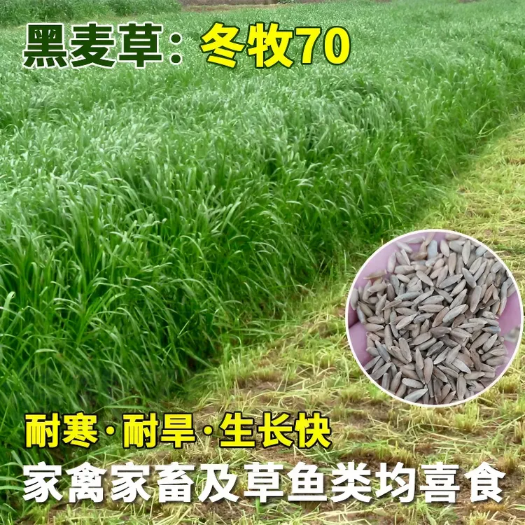 黑麦草冬牧70猪牛羊高产2025新种子猪牛羊专用牧草发芽率高多次收
