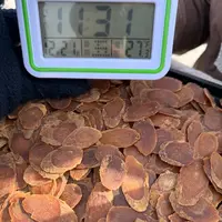 长白山滋补红参片.4