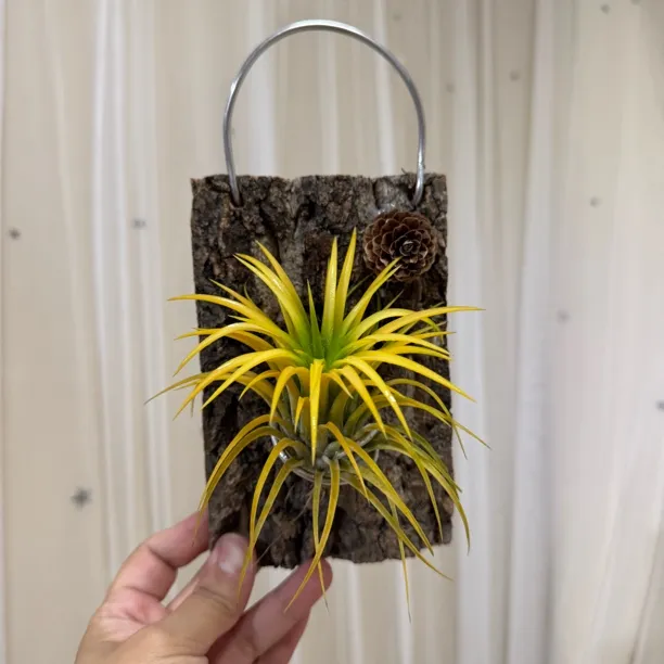 无土绿植空气凤梨德鲁伊黄精灵搭配香槟树皮一套