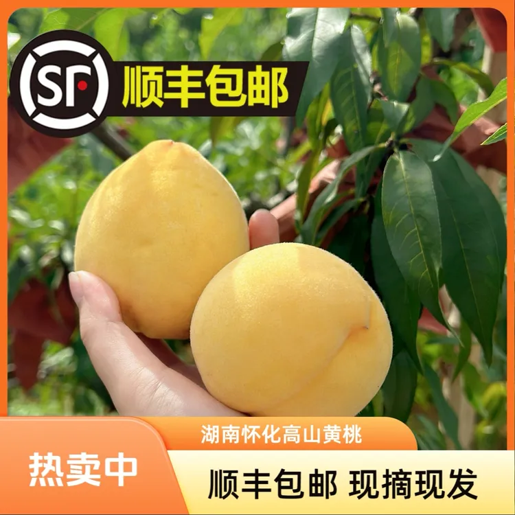 【顺丰包邮】湖南怀化高山锦绣黄桃 现摘现发货 自然成熟 香脆甜