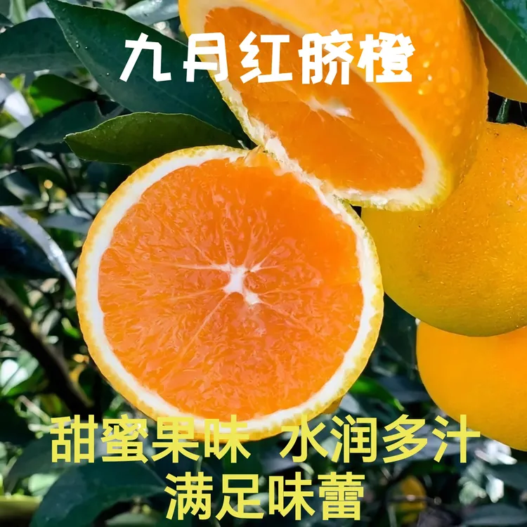 湖北九月红脐橙新鲜当季现摘现发果橙