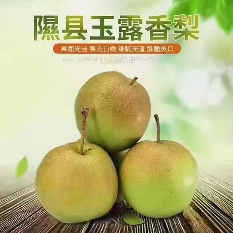 果园直发山西隰县玉露香梨皮薄汁多酥脆香甜果肉细腻
