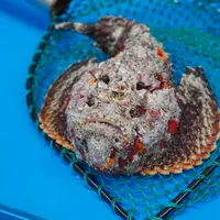 海中霸主“石头鱼”新鲜到货鲜活海鲜水产品【保鲜不保活】