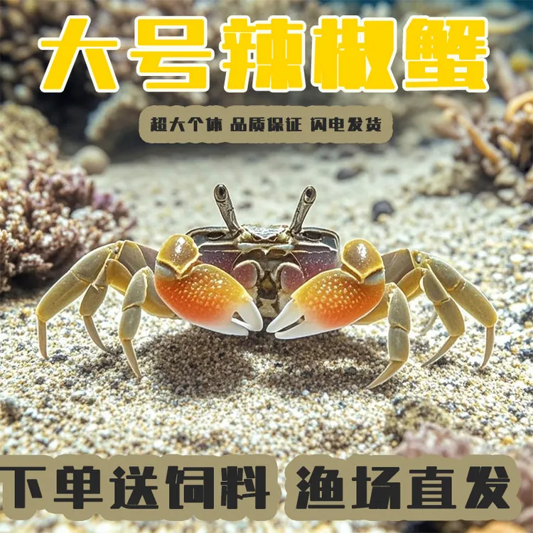 精品大号辣椒蟹观赏蟹深水淡水宠物小螃蟹除藻鱼便清洁可与鱼同养